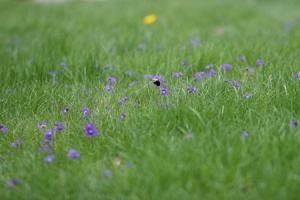 violettes sauvages